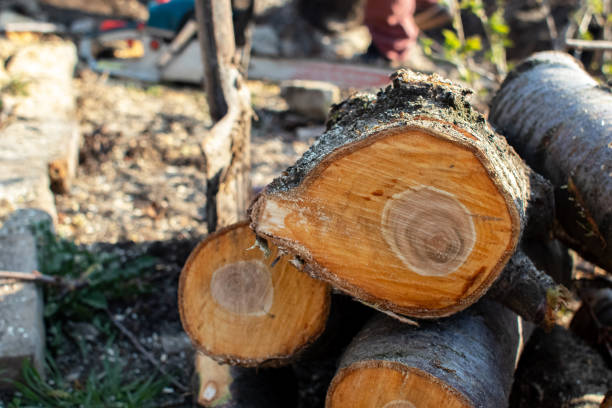 Best Storm Damage Tree Cleanup  in Panguitch, UT